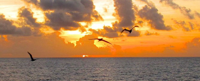 birds flying over a sun set