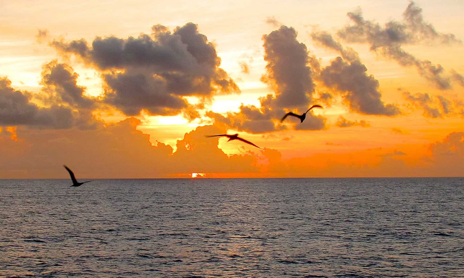 birds flying over a sun set