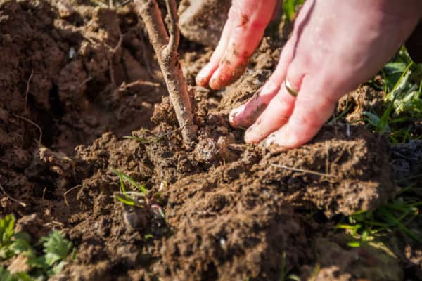 planting a memorial tree with ashes